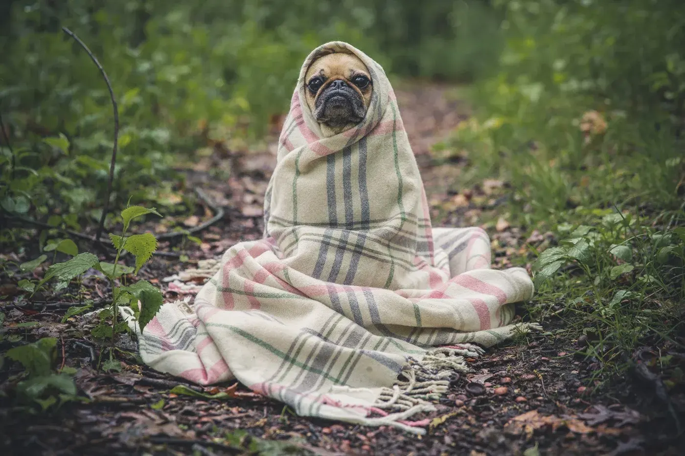 Pug wrapped in a blanket